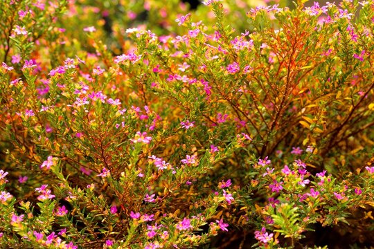 Flores de cor de rosa. 