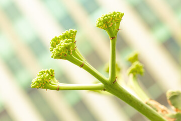 Planta com talo grosso. 