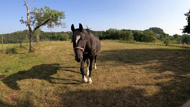 Schwarzes Pferd kommt frontal gelaufen und begr&uuml;&szlig;t 