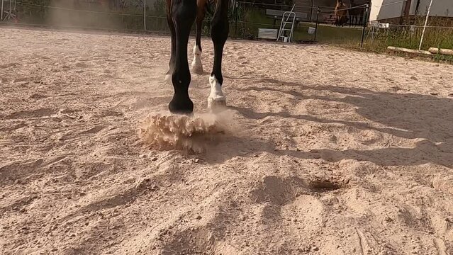Pferde Hufe im Sand. Barhuf Pferd l&auml;uft im Schritt auf Sandplatz in slow motion