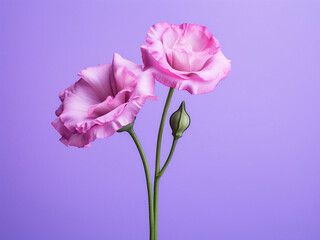 A single eustoma flower stands out creatively against a colored backdrop