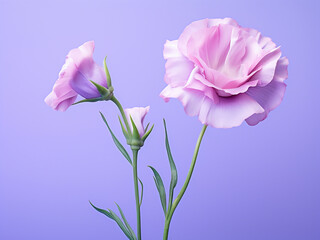 Eustoma flower presented artistically on a colored background