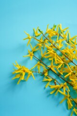 Yellow spring flowers frame with forsythia flowers on blue background