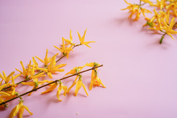 Spring background with yellow Forsythia flowers on pink frame , copy space