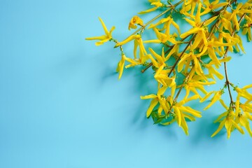 Yellow spring flowers frame with forsythia flowers on blue background