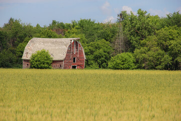 old barn behind a field of spring wheat