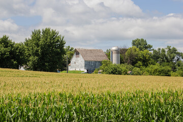 white barn behind a field of corn © Peter