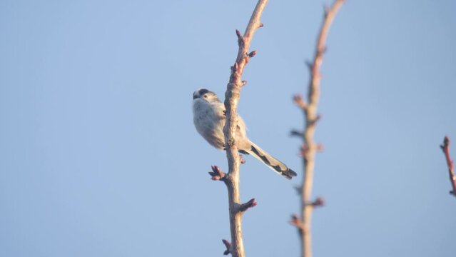 Long-Tailed Tit perched on a tree branch in warm sunlight with clear blue sky