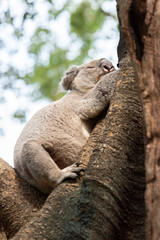 The koala, sometimes incorrectly called the koala bear, is an arboreal herbivorous marsupial native to Australia. It is the only extant representative of the family Phascolarctidae.