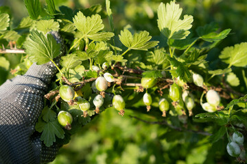 powdery mildew on gooseberries, white coating, berries covered with spots, parasitic fungus...