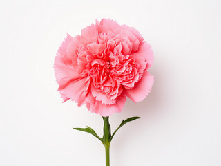 Pink and red carnations arranged on a white background offer copy space in a top-view flat lay