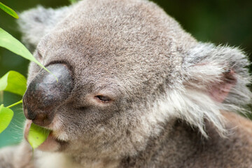 The koala, sometimes incorrectly called the koala bear, is an arboreal herbivorous marsupial native to Australia. It is the only extant representative of the family Phascolarctidae.