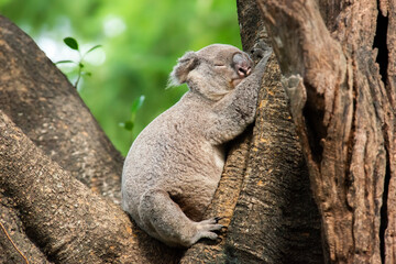 The koala, sometimes incorrectly called the koala bear, is an arboreal herbivorous marsupial native to Australia. It is the only extant representative of the family Phascolarctidae. - obrazy, fototapety, plakaty