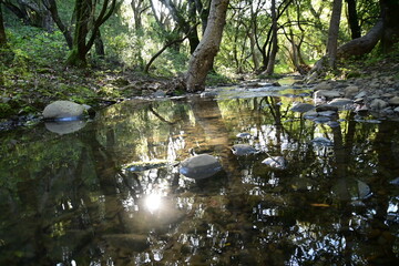 waterfall in the forest