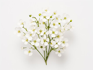 Gypsophila branch with blue flowers displayed on pink backdrop