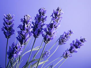 Lavender flowers captured against violet background, casting shadows