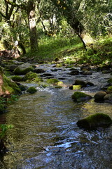 stream in the forest