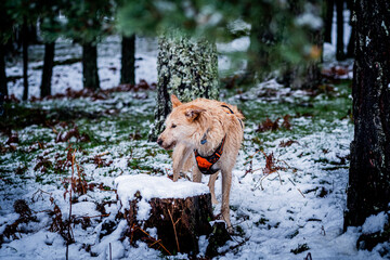 Brown and white mixed-breed dog with semi-long fur and an orange harness in a snowy forest. - obrazy, fototapety, plakaty