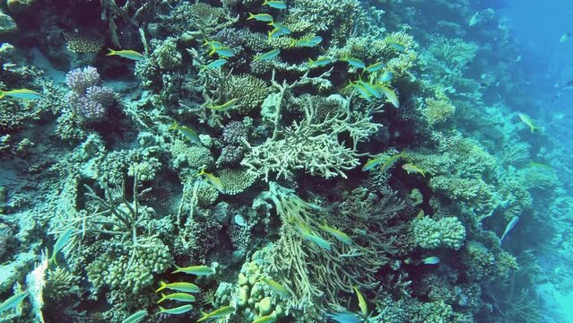 Korallen Riff im Roten Meer in Ägypten	