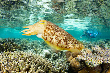 A Broadclub cuttlefish lays her eggs in a shallow coral colony in Raja Ampat, Indonesia. This tropical region is known as the heart of the Coral Triangle due to its incredible marine biodiversity.