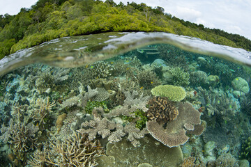 Corals and fish thrive on a shallow, biodiverse reef in Raja Ampat, Indonesia. This tropical region is known as the heart of the Coral Triangle due to its incredible marine biodiversity.