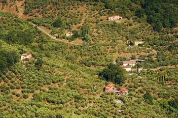 Veduta di oliveti toscani, Italia