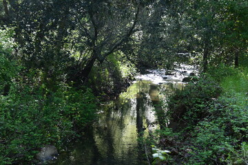 waterfall in the forest