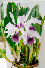 pink orchid in a pot