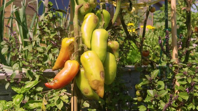 CLOSE UP: Ripening peppers in a vegetable garden, damaged by a hailstorm. Sad view of severely bruised and rotting bunch of yellow vegetables and lush green leaves. Unpredictable weather in summer.