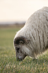 The Icelandic breed of domestic sheep. Sheep eating in a field in Iceland