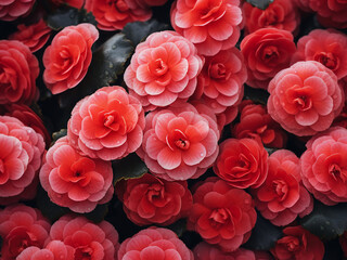Red and pink begonia flowers form a stunning pattern in a garden setting