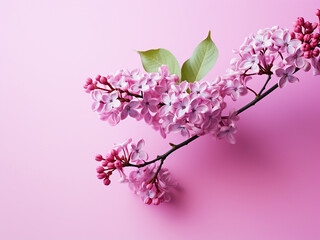 Bright lilac branch stands out on a pink background, evoking spring