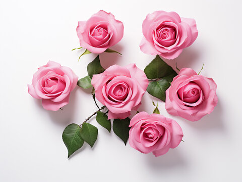 Pink roses and buds displayed against white backdrop