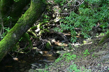 stream