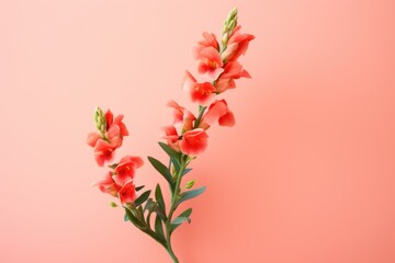 A single snapdragon stem against a soft pink backdrop embodies simplicity and grace, fitting for botanical illustrations or spring-themed designs