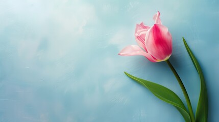 A pastel pink tulip exudes serenity on a light blue background, ideal for calming wellness spaces...