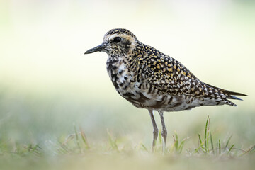 The Pacific golden plover (Pluvialis fulva) is a migratory shorebird that breeds during summer in Alaska and Siberia. Kapiʻolani Regional Park, Waikiki Honolulu Oahu Hawaii