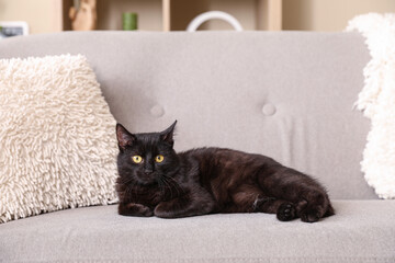 Cute black cat lying on grey sofa in living room - obrazy, fototapety, plakaty