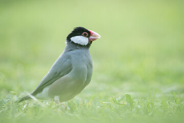 Kapiʻolani Regional Park, Waikiki Honolulu Oahu Hawaii. The Java sparrow (Lonchura oryzivora), also known as Java finch, Java rice sparrow or Java rice bird, is a small passerine bird. 