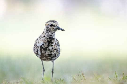 The Pacific golden plover (Pluvialis fulva) is a migratory shorebird that breeds during summer in Alaska and Siberia. Kapiʻolani Regional Park, Waikiki Honolulu Oahu Hawaii