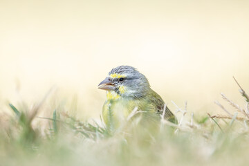 The yellow-fronted canary (Crithagra mozambica) is a small passerine bird in the finch family. It...