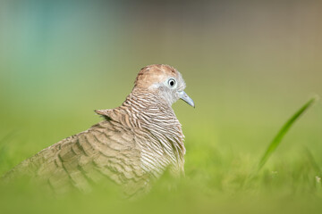 The zebra dove (Geopelia striata), also known as the barred ground dove, or barred dove, is a species of bird of the dove family, Columbidae, native to Southeast Asia.  Kapiʻolani Regional Park,