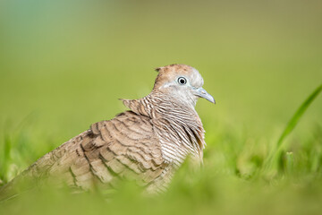 The zebra dove (Geopelia striata), also known as the barred ground dove, or barred dove, is a species of bird of the dove family, Columbidae, native to Southeast Asia.  Kapiʻolani Regional Park,