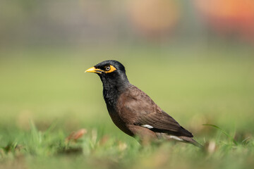 The common myna or Indian myna (Acridotheres tristis), sometimes spelled mynah, is a bird in the family Sturnidae, native to Asia. Kapiʻolani Regional Park, Waikiki Honolulu Oahu Hawaii
