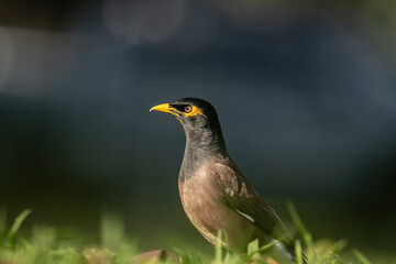 Fototapeta premium The common myna or Indian myna (Acridotheres tristis), sometimes spelled mynah, is a bird in the family Sturnidae, native to Asia. Kapiʻolani Regional Park, Waikiki Honolulu Oahu Hawaii 