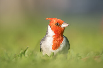The red-crested cardinal (Paroaria coronata) is a passerine bird in the tanager family Thraupidae. Brazilian cardinal. Kapiʻolani Regional Park, Waikiki Honolulu Oahu Hawaii
