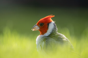 The red-crested cardinal (Paroaria coronata) is a passerine bird in the tanager family Thraupidae. Brazilian cardinal. Kapiʻolani Regional Park, Waikiki Honolulu Oahu Hawaii
