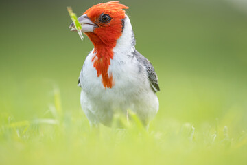 The red-crested cardinal (Paroaria coronata) is a passerine bird in the tanager family Thraupidae. Brazilian cardinal. Kapiʻolani Regional Park, Waikiki Honolulu Oahu Hawaii
 - obrazy, fototapety, plakaty