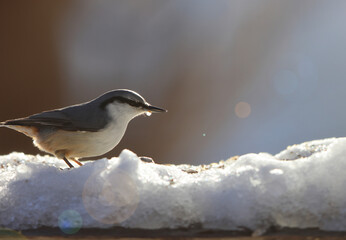 Obraz premium Eurasian nuthatch or wood nuthatch (Sitta europaea hondoensis) in Japan