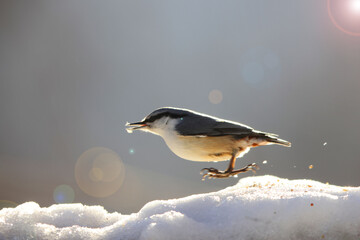 Eurasian nuthatch or wood nuthatch (Sitta europaea hondoensis) in Japan